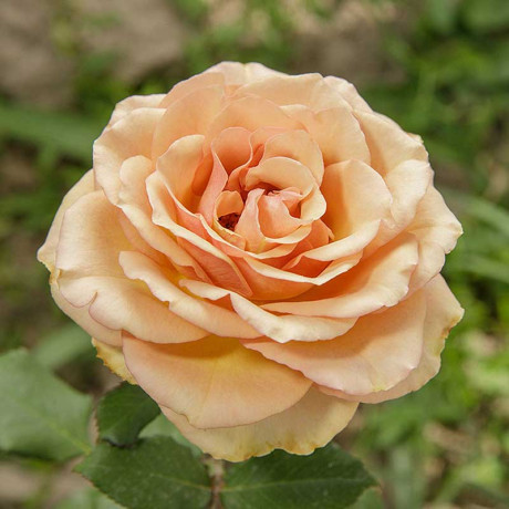 Роза чайно-гибридная Маракеш Садовита