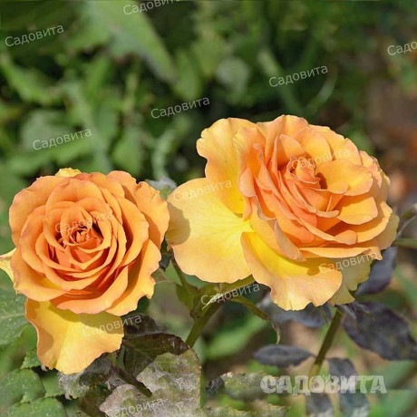 Роза чайно-гибридная Маракеш Садовита