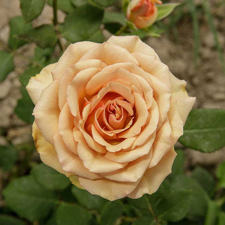 Роза чайно-гибридная Маракеш Садовита