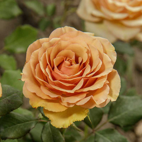 Роза чайно-гибридная Маракеш Садовита