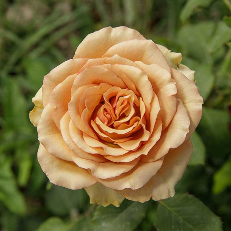 Роза чайно-гибридная Маракеш Садовита