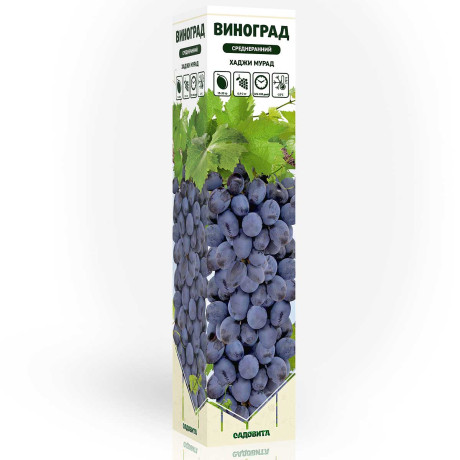 Виноград Хаджи Мурат среднеранний Садовита