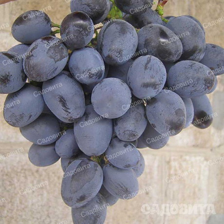 Виноград Хаджи Мурат среднеранний Садовита