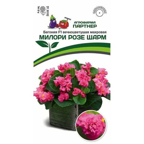 Ком Бегония Милори Розе Шарм вечноцвет Партнер Ц
