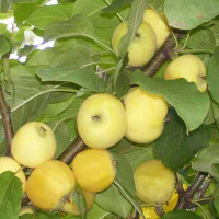 Яблоня Золотая ранняя китайка (полукарлик) Садовит