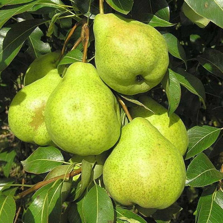 Груша Августовская Роса Садовита