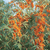 Облепиха Чуйская Садовита