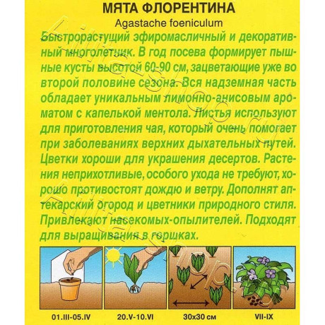 Семена Мята Флорентина Аэлита Ц x10