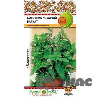 Котовник Бархат лимонный (кошачий) НК Ц