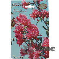 К Кларкия Радость Каприс