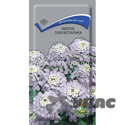 Иберис Гибралтарика Поиск Ц