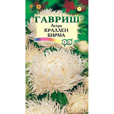 Астра Краллен Бирма кремовая Гавриш Ц