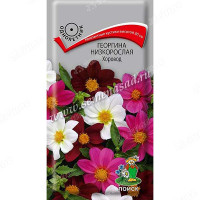 Георгин Хоровод низкоросл Поиск Ц