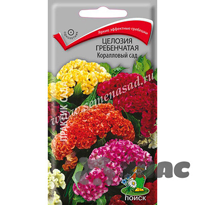 Целозия Коралловый Сад гребенчатая Поиск Ц х10