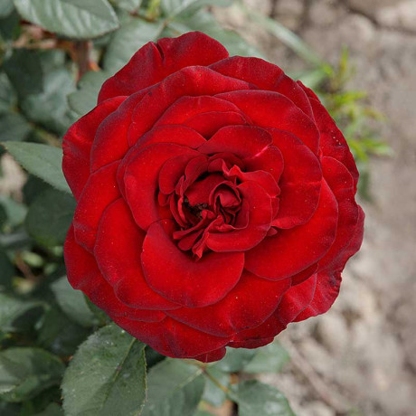 Роза чайно-гибридная Черный жемчуг Садовита