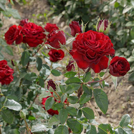 Роза чайно-гибридная Черный жемчуг Садовита