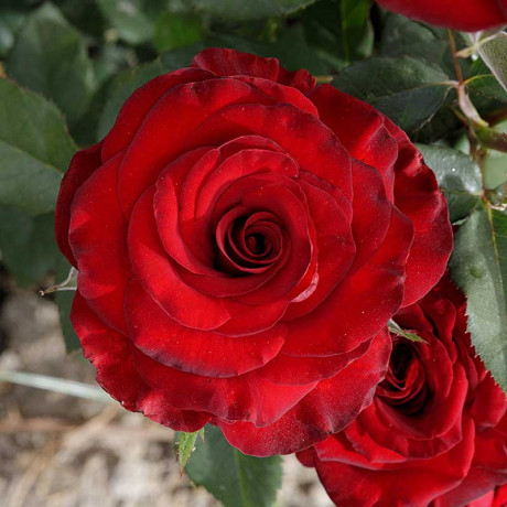 Роза чайно-гибридная Черный жемчуг Садовита