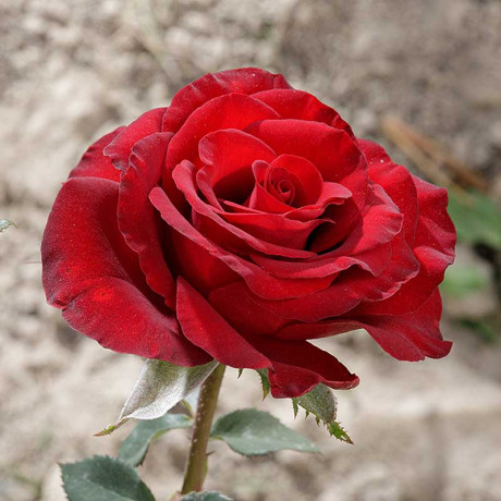 Роза чайно-гибридная Черный жемчуг Садовита