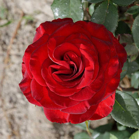 Роза чайно-гибридная Черный жемчуг Садовита