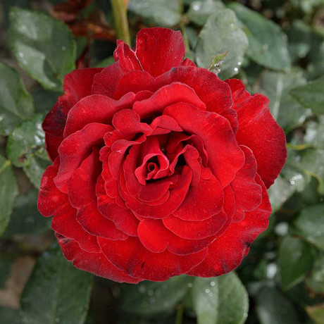 Роза чайно-гибридная Черный жемчуг Садовита