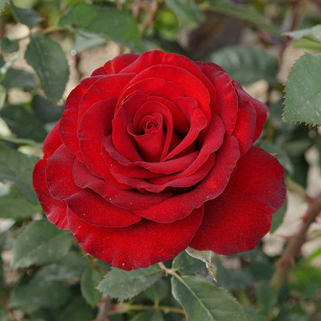 Роза чайно-гибридная Черный жемчуг Садовита