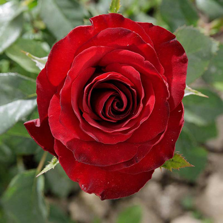 Роза чайно-гибридная Черный жемчуг Садовита