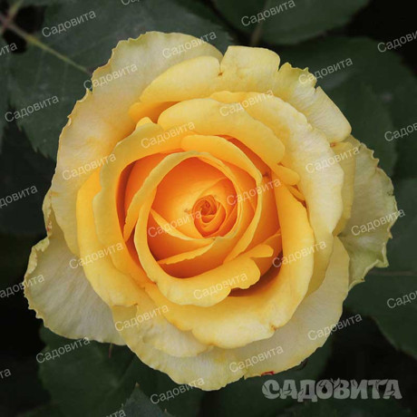 Роза чайно-гибридная Йеллоу Мэджик Садовита