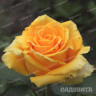 Роза чайно-гибридная Йеллоу Мэджик Садовита
