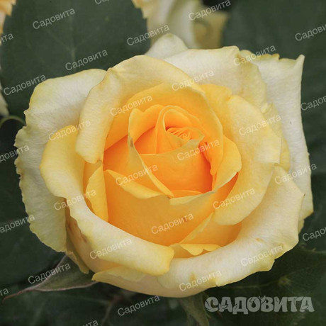 Роза чайно-гибридная Йеллоу Мэджик Садовита