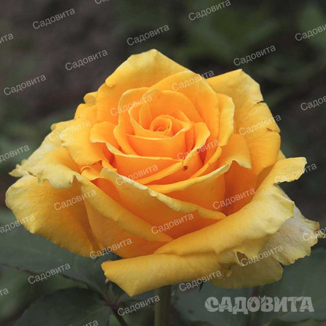 Роза чайно-гибридная Йеллоу Мэджик Садовита