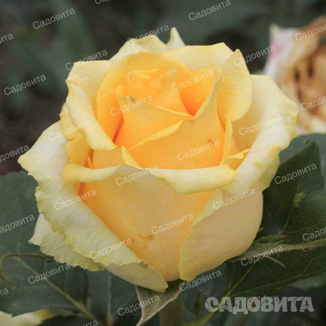 Роза чайно-гибридная Йеллоу Мэджик Садовита