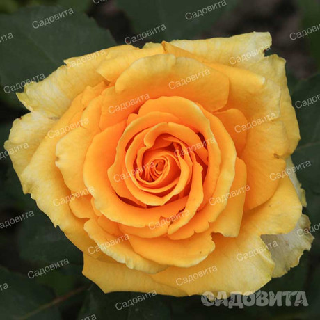 Роза чайно-гибридная Йеллоу Мэджик Садовита