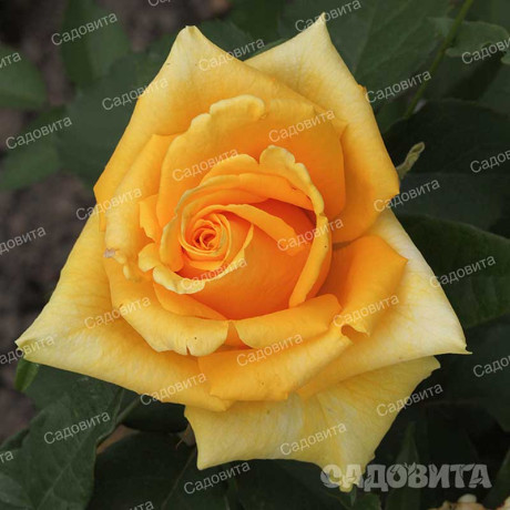 Роза чайно-гибридная Йеллоу Мэджик Садовита