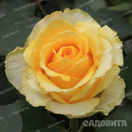 Роза чайно-гибридная Йеллоу Мэджик Садовита