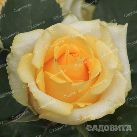 Роза чайно-гибридная Йеллоу Мэджик Садовита