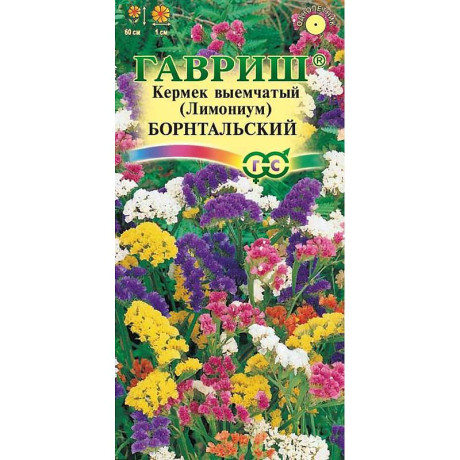 Лимониум (Кермек) Борнтальская смесь Гавриш Ц