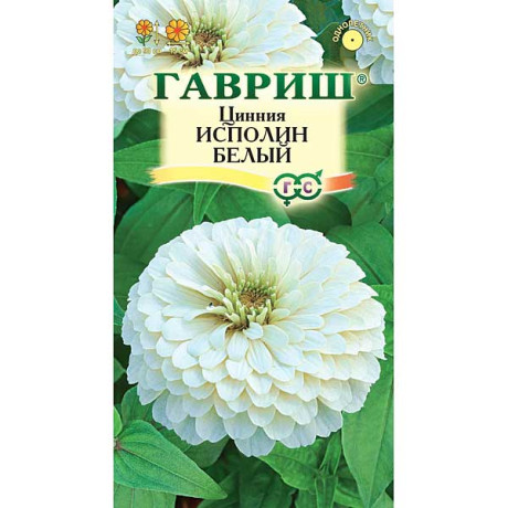 Циния Исполин белый Гавриш Ц