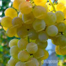 Виноград Кристалл технический (сверхранний) Садовита