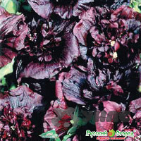 Мальва Джет Блек НК Ц