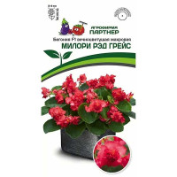 Ком Бегония Милори Рэд Грейс вечноцвет Партнер Ц