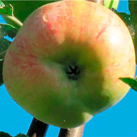 Яблоня Конфетное (полукарлик) Садовита