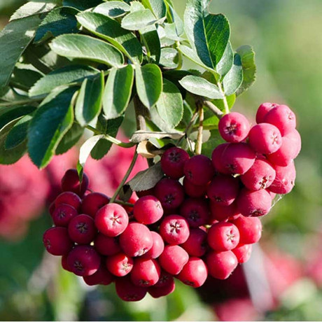 Рябина Титан Садовита