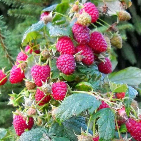 Малина Полана Садовита