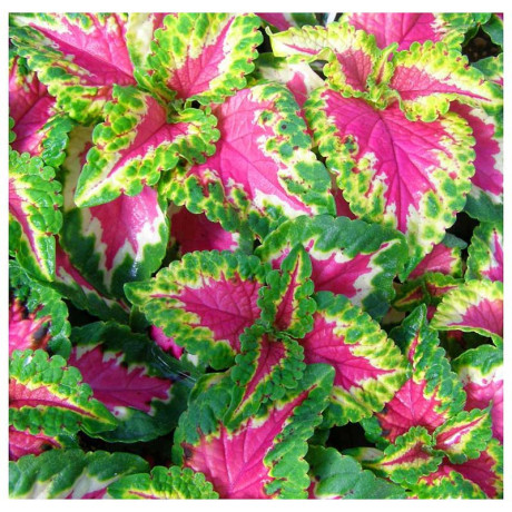 Колеус Визард Роуз НК Цх10