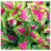 Колеус Визард Роуз НК Цх10