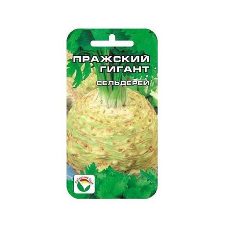 Сельдерей Пражский гигант СибСад Ц