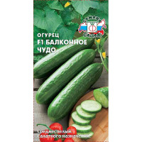 Огурец Балконное чудо Седек Ц