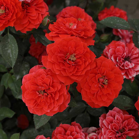 Роза плетистая Гримпант оранж Садовита