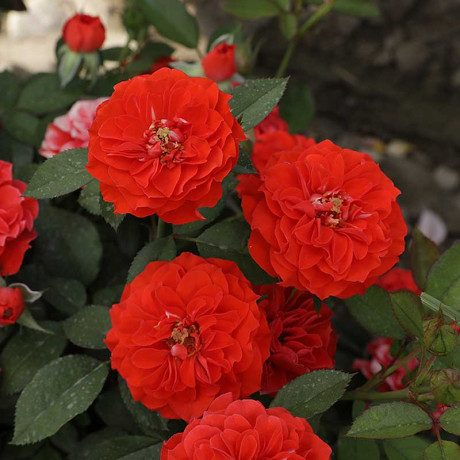 Роза плетистая Гримпант оранж Садовита