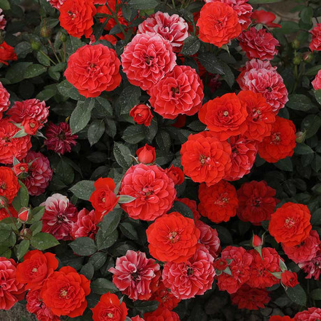 Роза плетистая Гримпант оранж Садовита